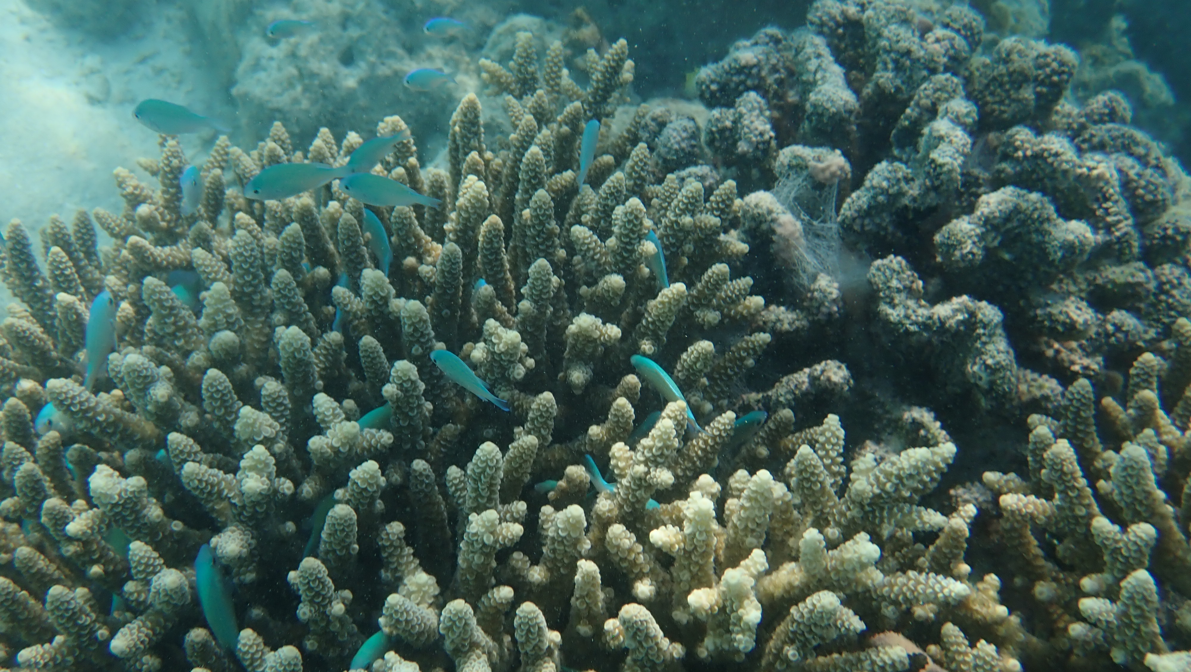 Coral habitat and reef-associated fish