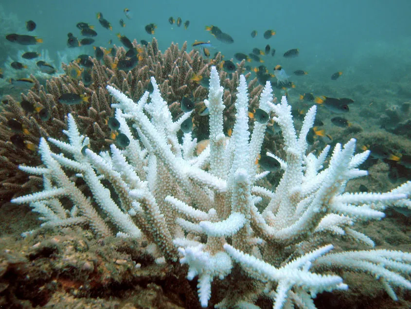 Coral bleaching monitoring