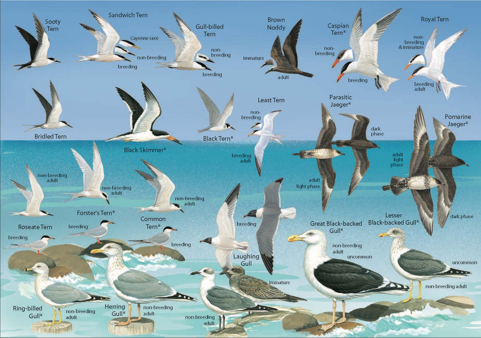 Seabirds and shorebirds