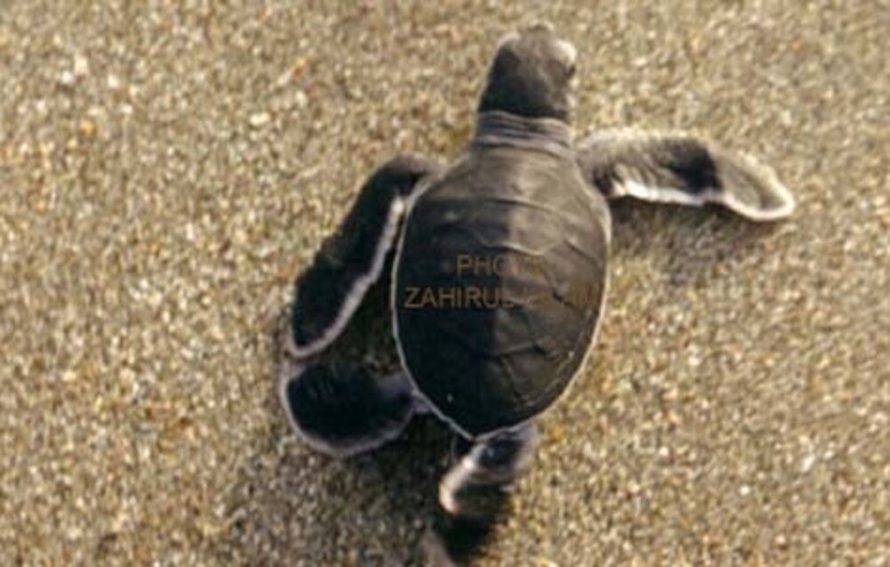 Marine Life Alliance conservation work