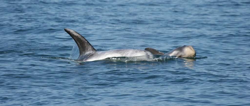 Marine Life Alliance conservation work
