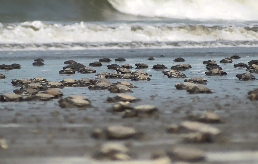 Marine Life Alliance conservation work