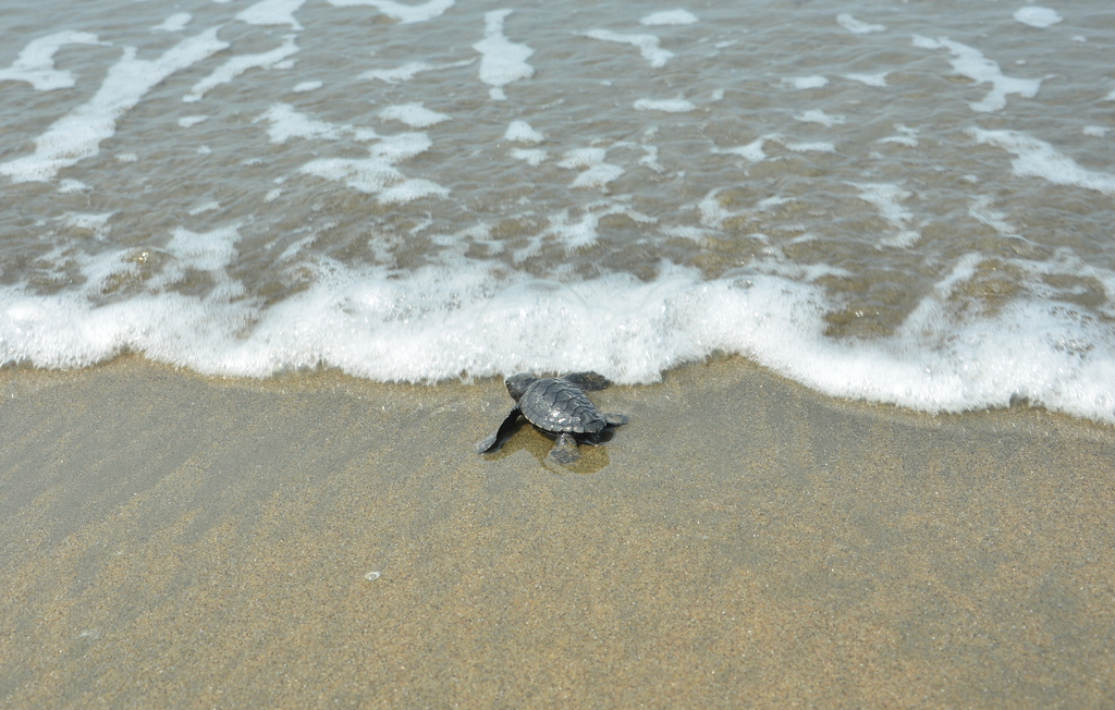 Marine Life Alliance conservation work