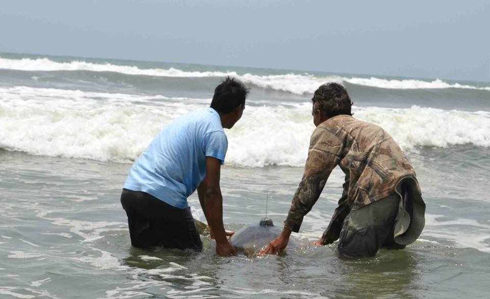 Marine Life Alliance conservation work