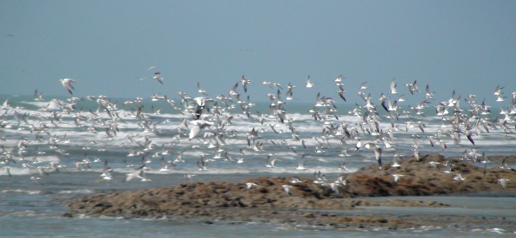 Marine Life Alliance conservation work