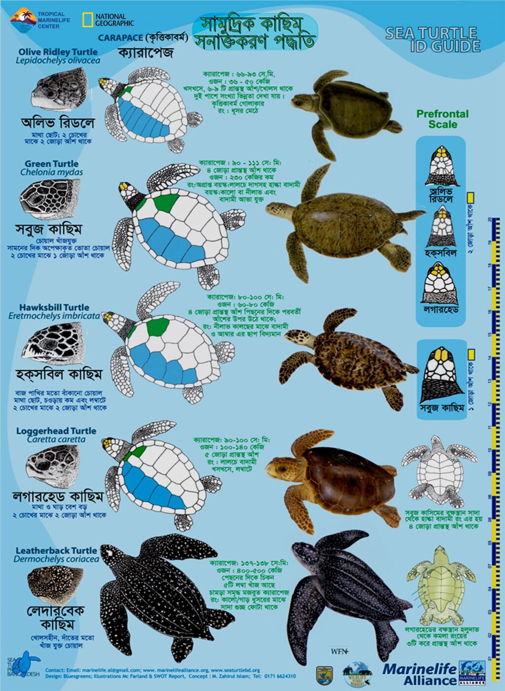 Marine Life Alliance conservation work