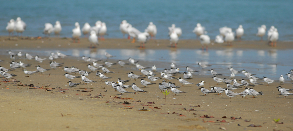 Marine Life Alliance conservation work