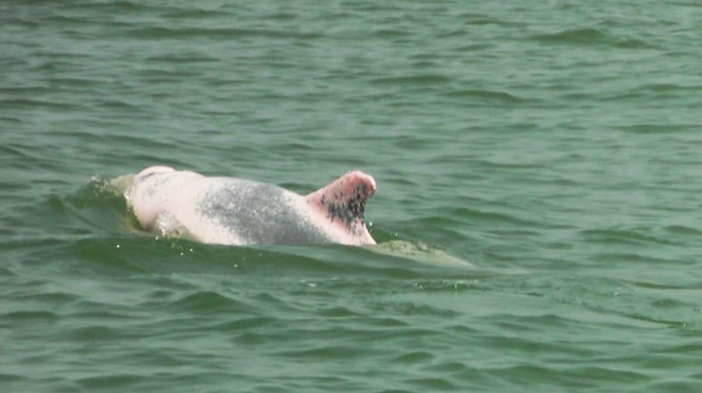 Marine Life Alliance conservation work