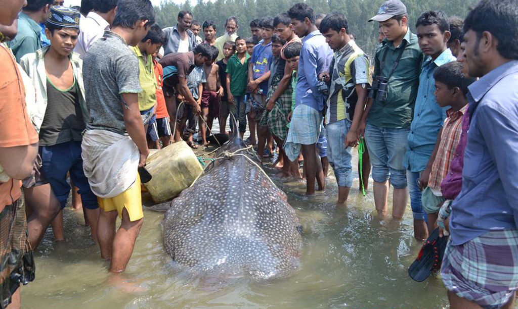 Marine Life Alliance conservation work