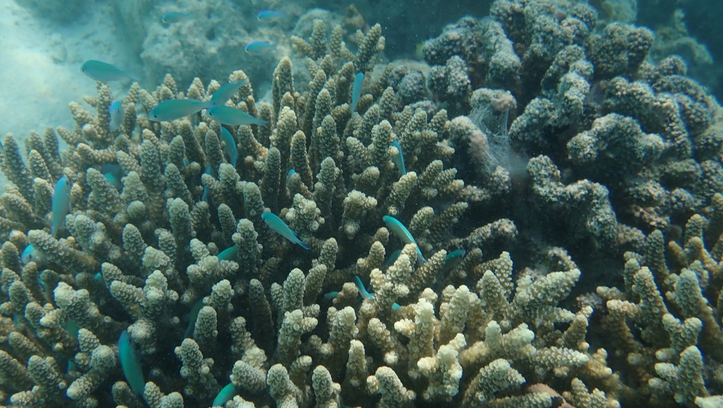 Marine Life Alliance conservation work