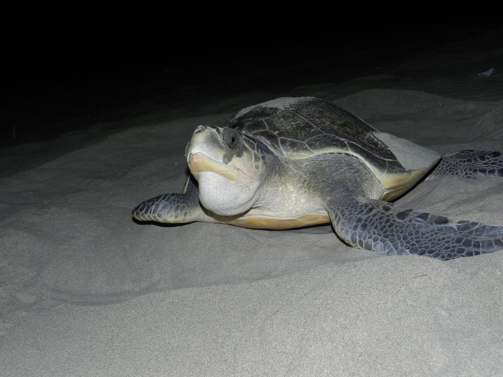 Marine Life Alliance conservation work