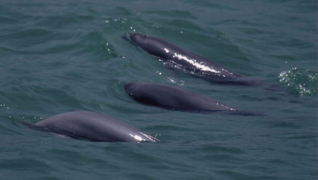 Marine Life Alliance conservation work