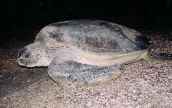 Marine Life Alliance conservation work