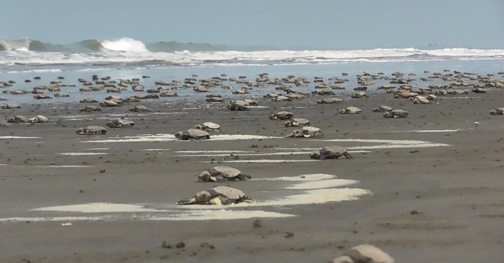 Sea turtle conservation