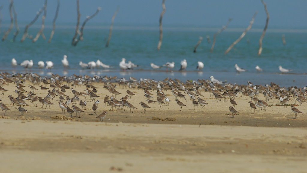 Marine Life Alliance conservation work