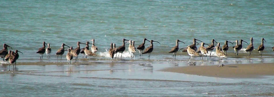 Marine Life Alliance conservation work