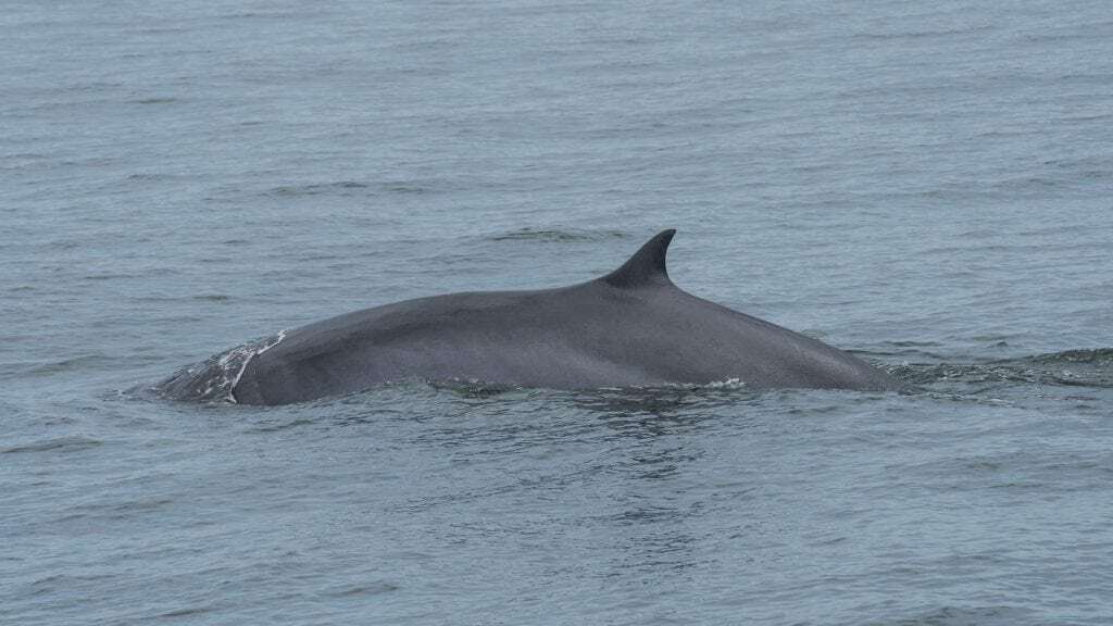 Marine Life Alliance conservation work