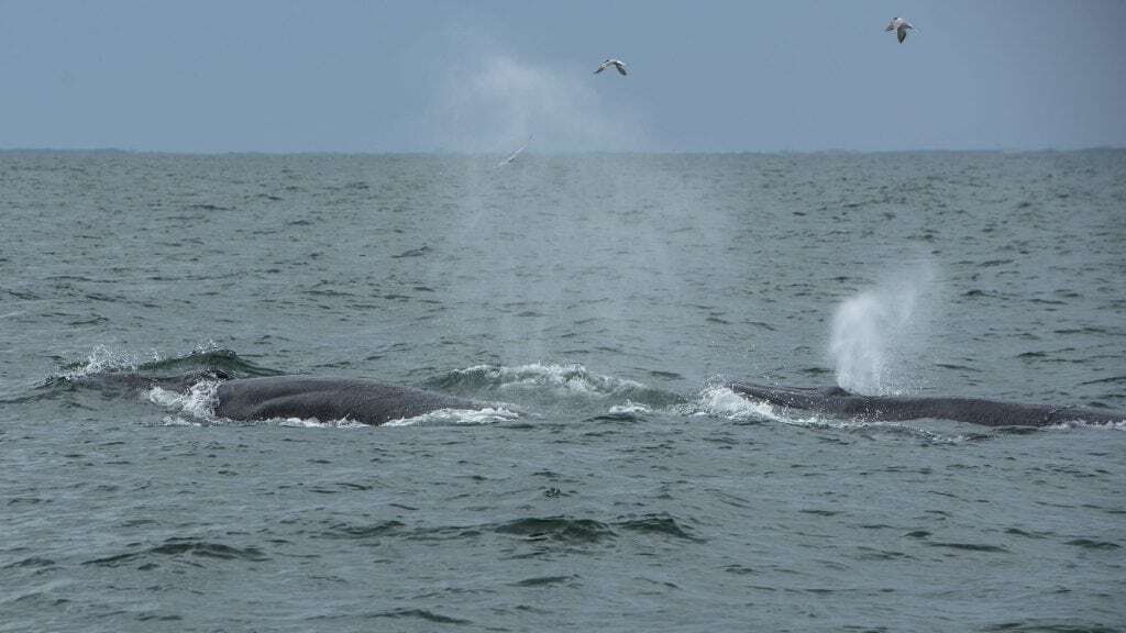Marine Life Alliance conservation work