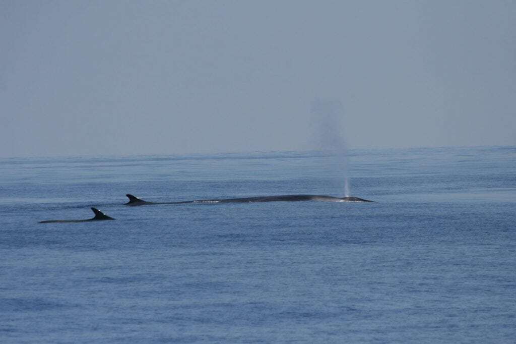 Marine Life Alliance conservation work