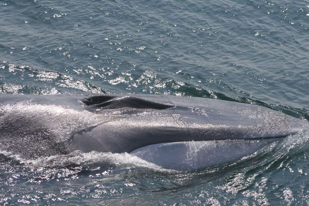 Marine Life Alliance conservation work