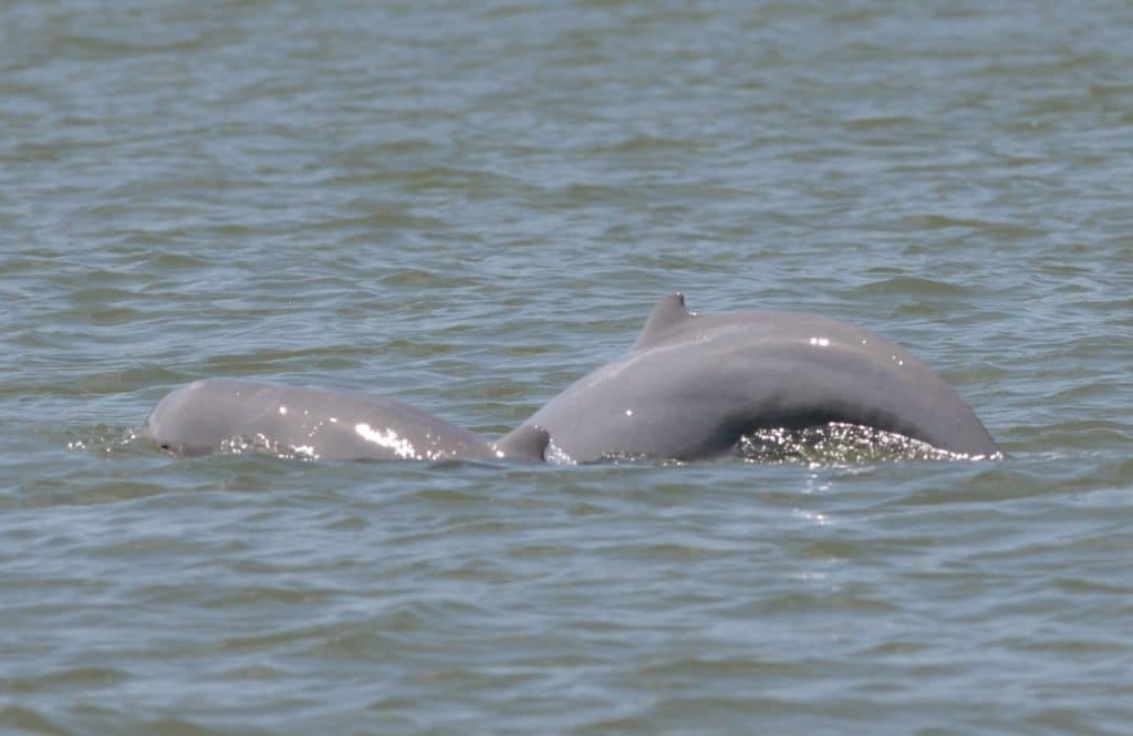Marine Life Alliance conservation work