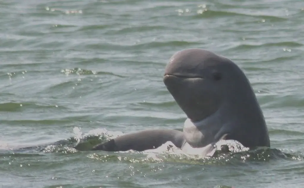 Marine Life Alliance conservation work