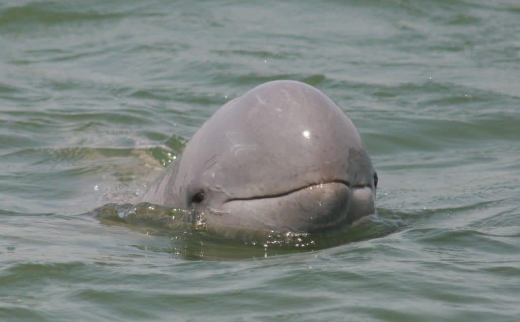 Marine Life Alliance conservation work