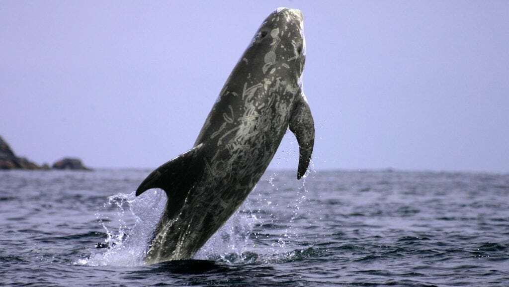Marine Life Alliance conservation work