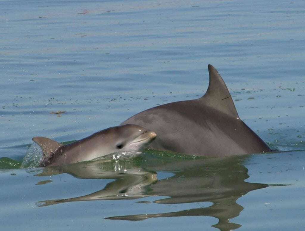 Marine Life Alliance conservation work