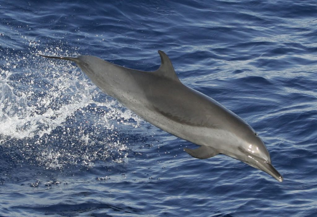 Marine Life Alliance conservation work