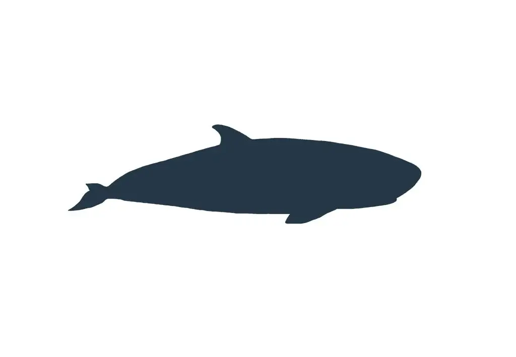 Marine Life Alliance conservation work