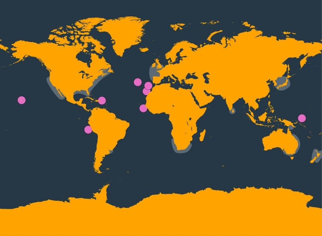 Marine Life Alliance conservation work