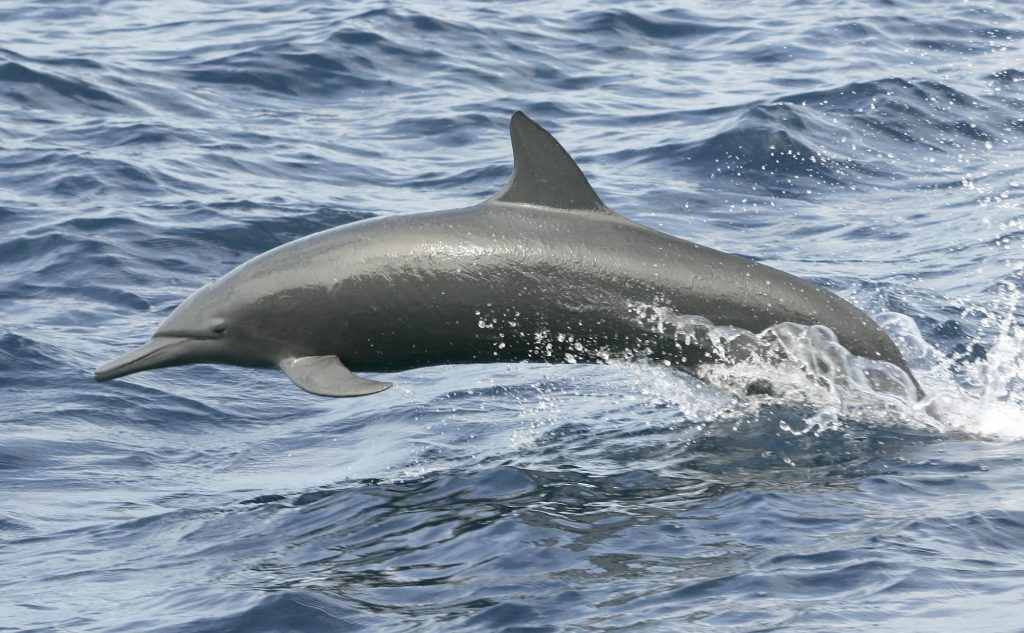 Marine Life Alliance conservation work