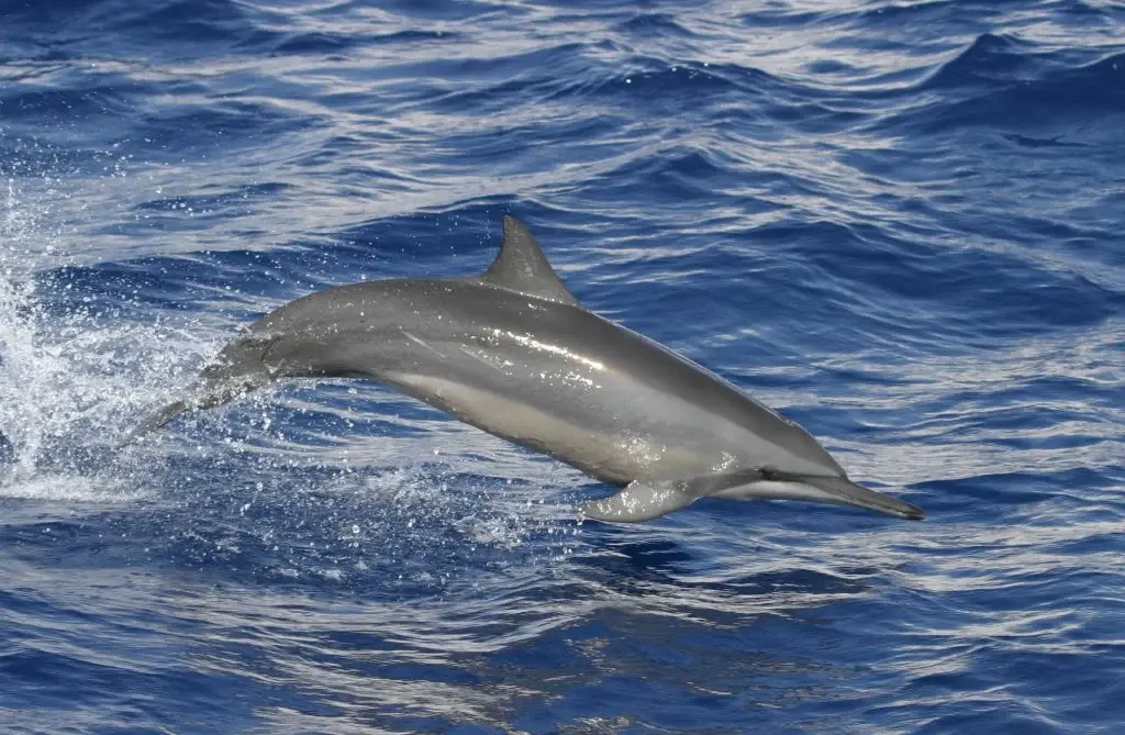 Marine Life Alliance conservation work