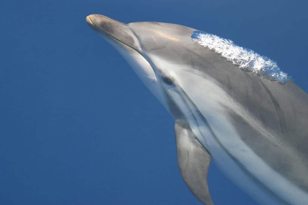 Marine Life Alliance conservation work