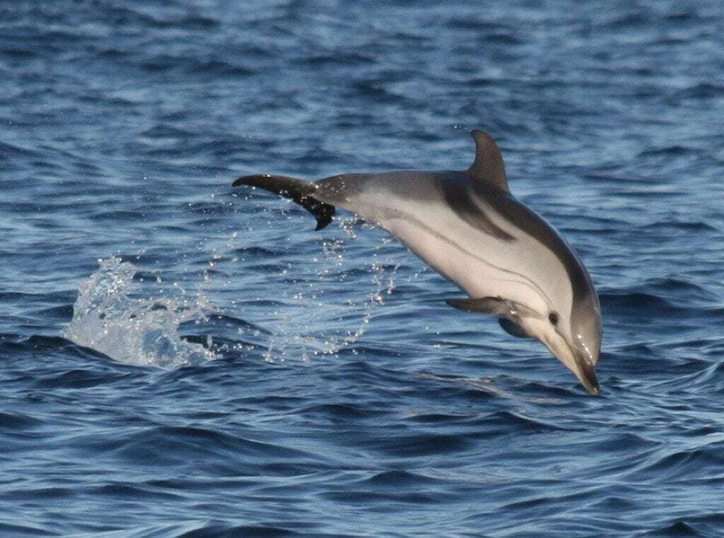 Marine Life Alliance conservation work