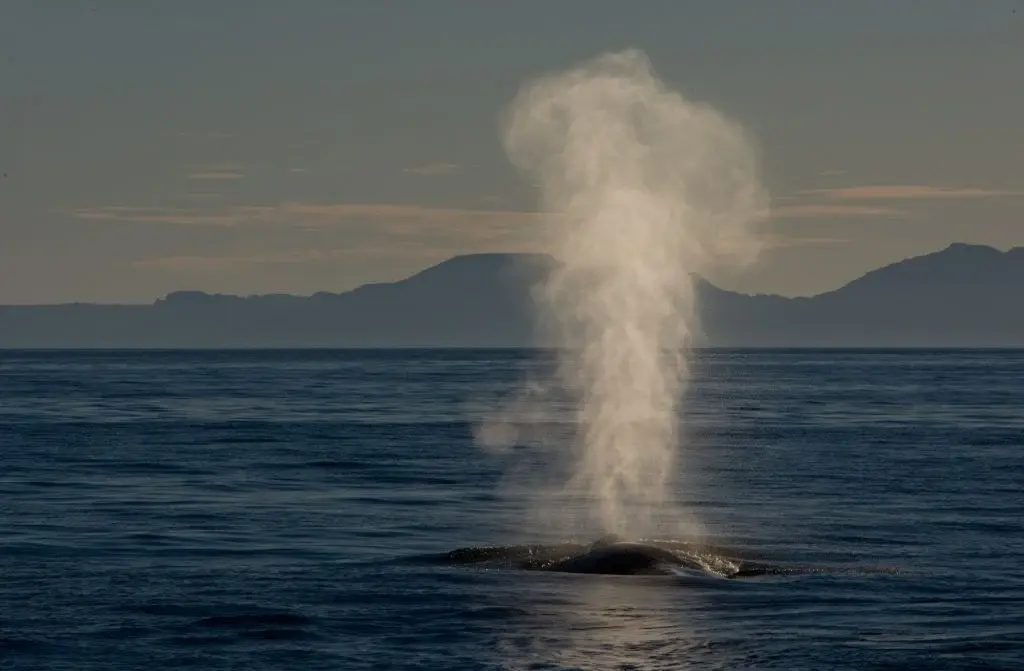 Marine Life Alliance conservation work