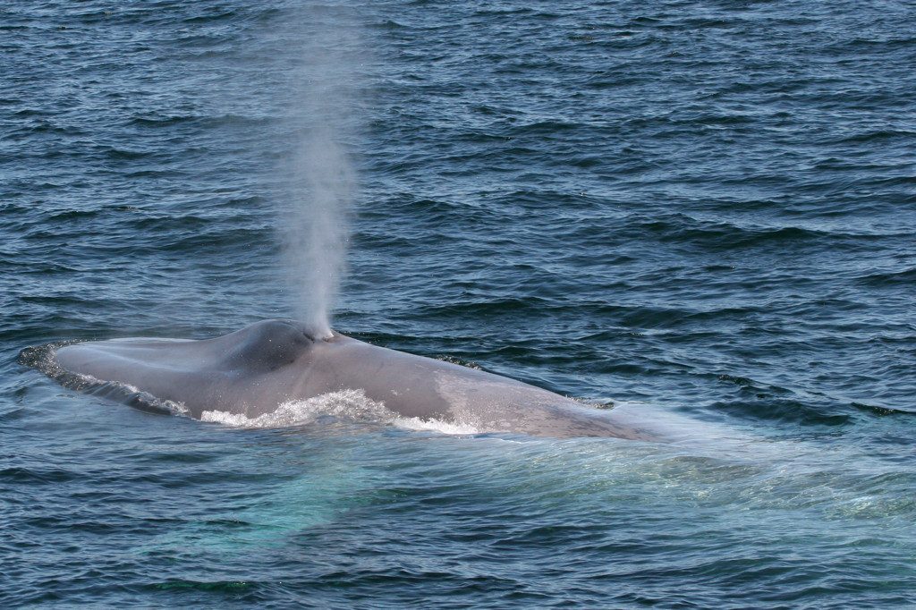 Marine Life Alliance conservation work