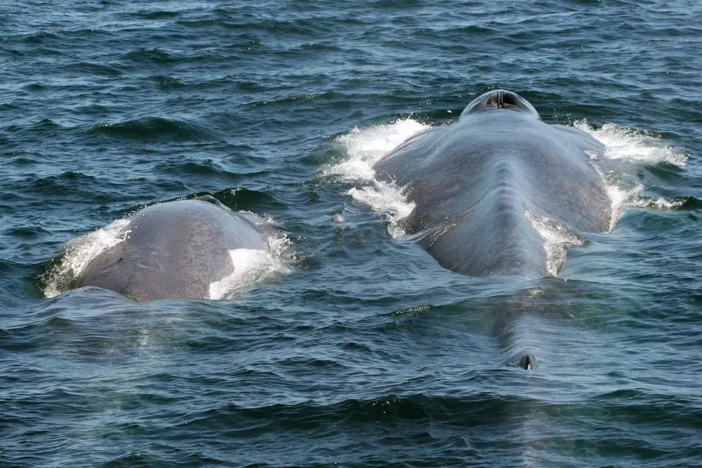 Marine Life Alliance conservation work