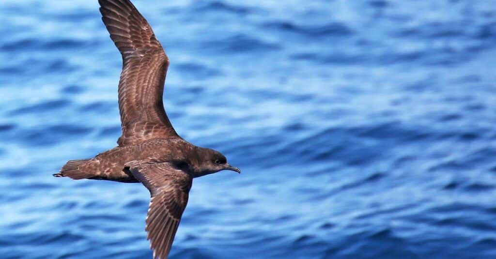 Marine Life Alliance conservation work
