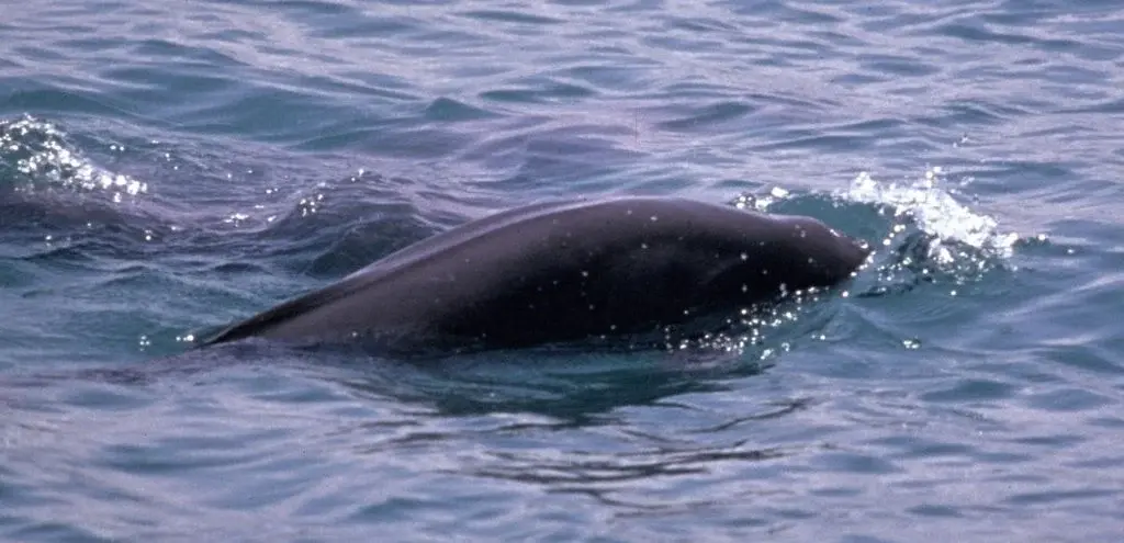 Marine Life Alliance conservation work