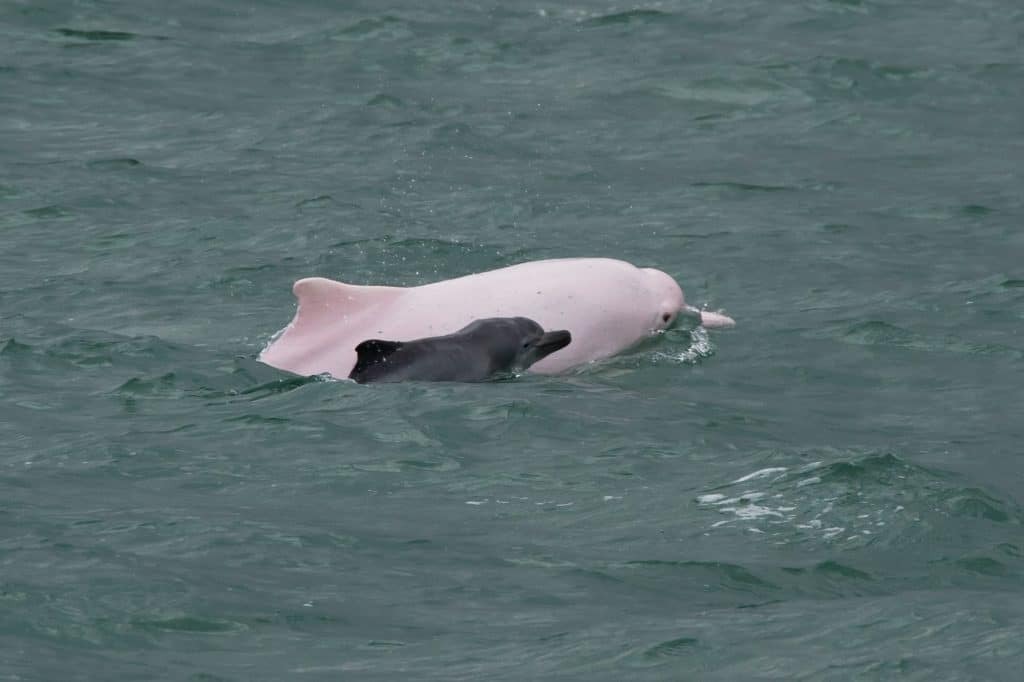 Marine Life Alliance conservation work