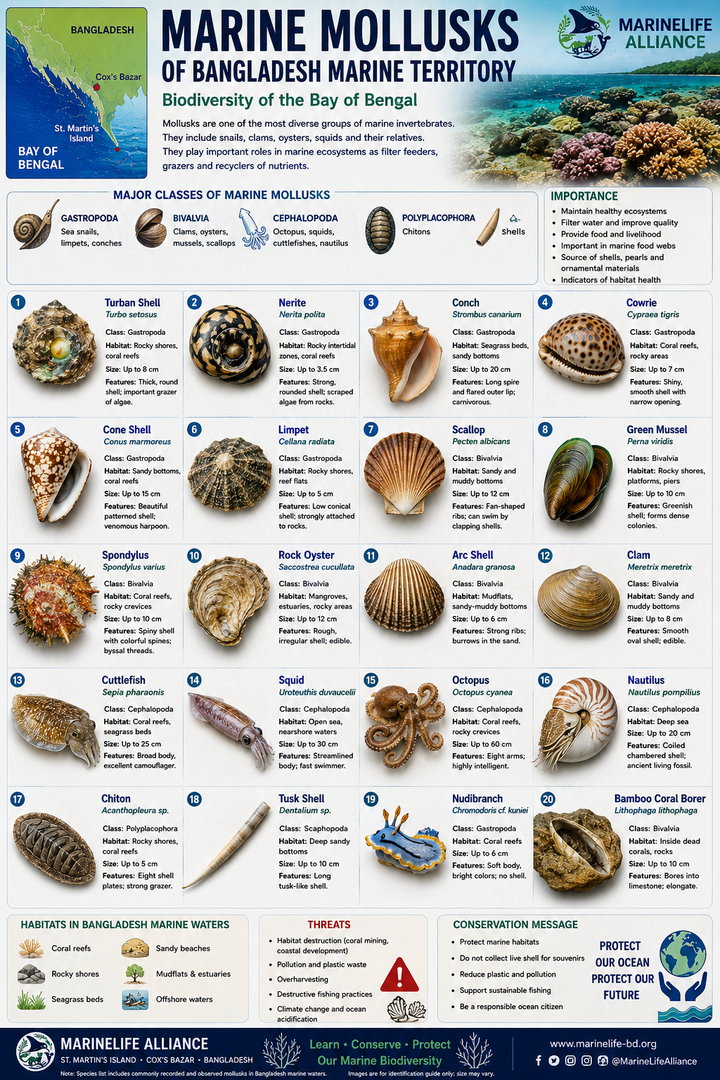 Marine Life Alliance conservation work