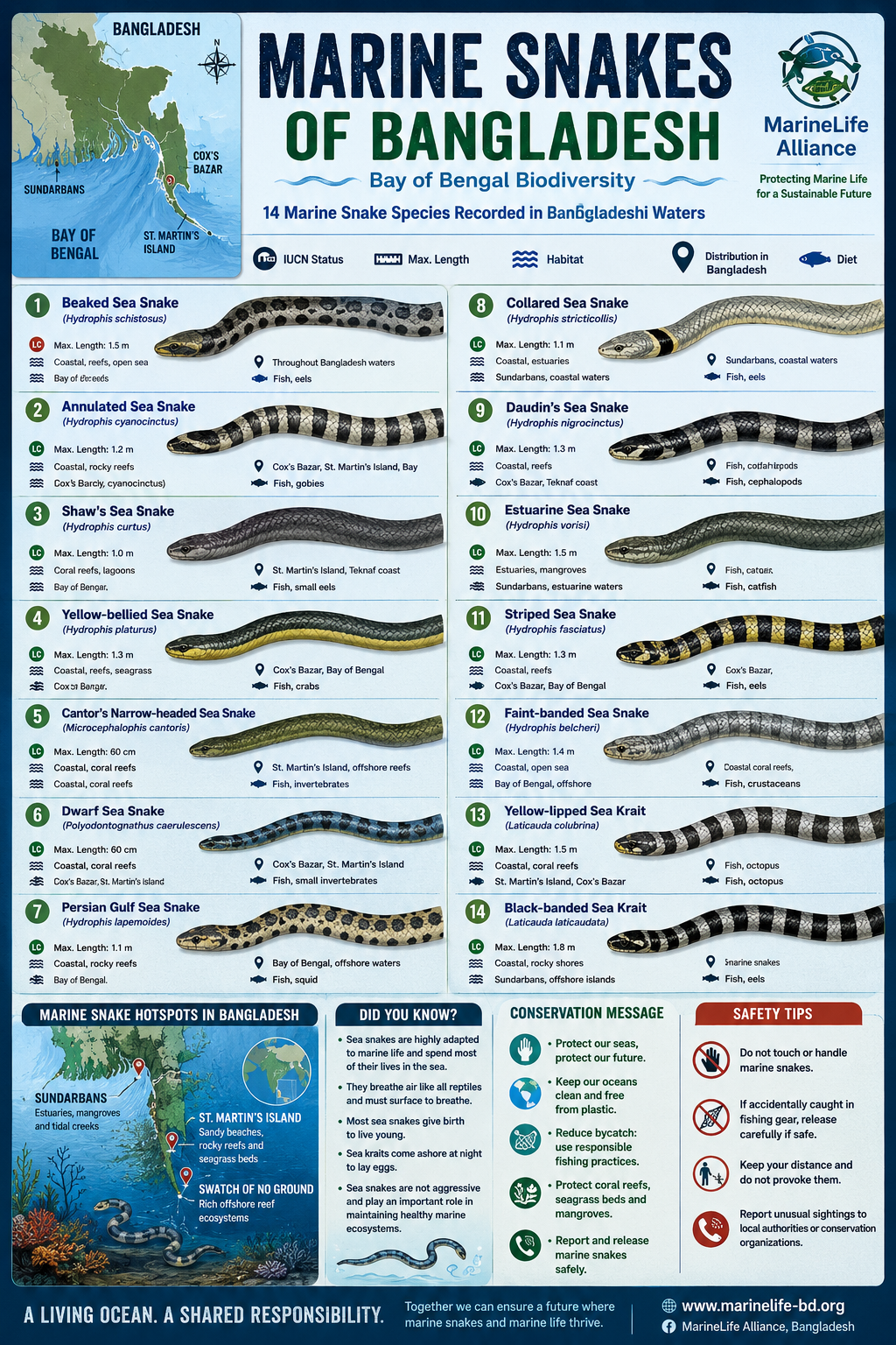 Marine Life Alliance conservation work