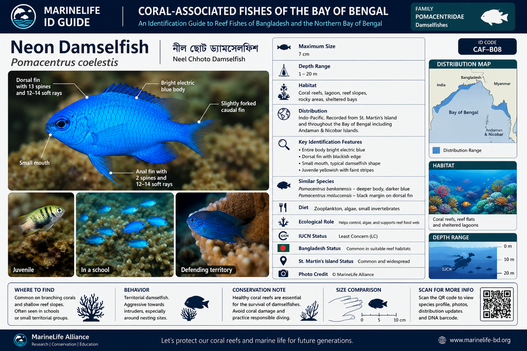 Marine Life Alliance conservation work