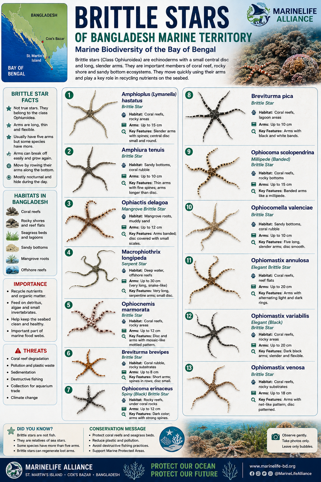 Marine Life Alliance conservation work