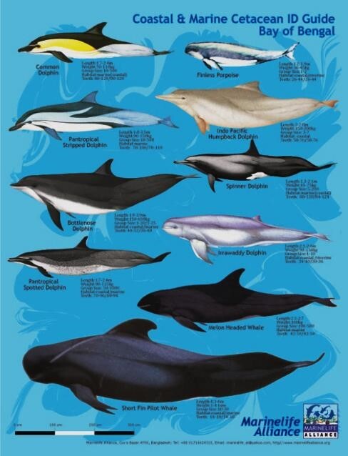 Marine Life Alliance conservation work