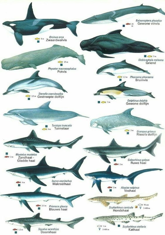 Marine Life Alliance conservation work