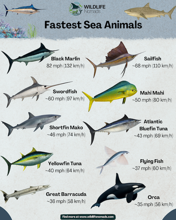 Marine Life Alliance conservation work