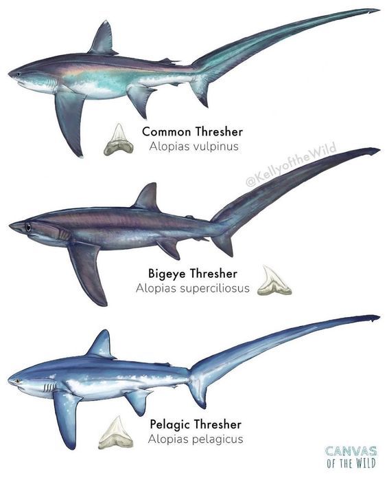 Marine Life Alliance conservation work